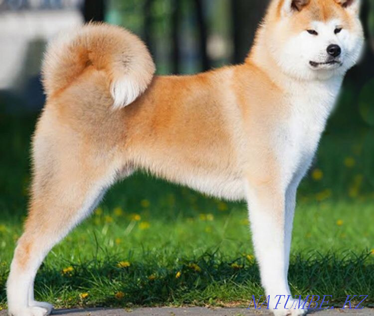 Продам Акита Ину Костанай - изображение 1