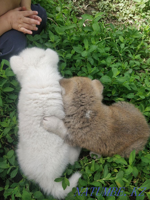 Акита ину сатылады  Алматы - изображение 2