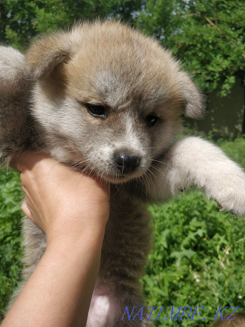 Акита ину сатылады  Алматы - изображение 4