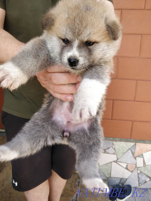 Акита ину сатылады  Алматы - изображение 6