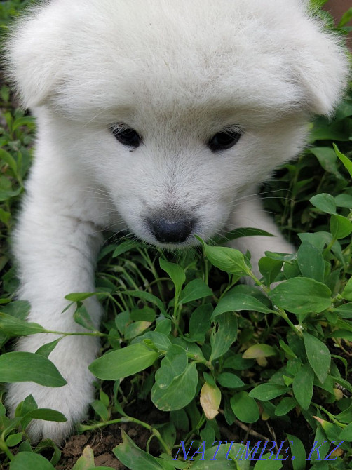Акита ину сатылады  Алматы - изображение 7
