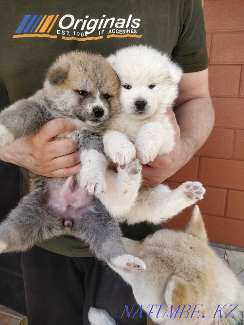 Акита ину сатылады  Алматы - изображение 5