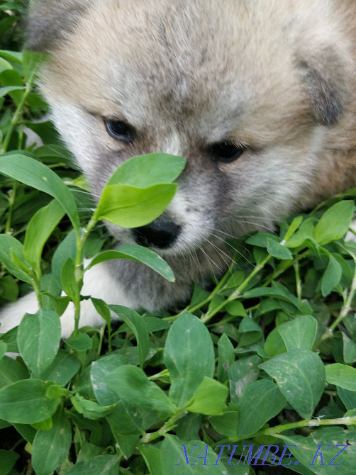 Акита ину сатылады  Алматы - изображение 1
