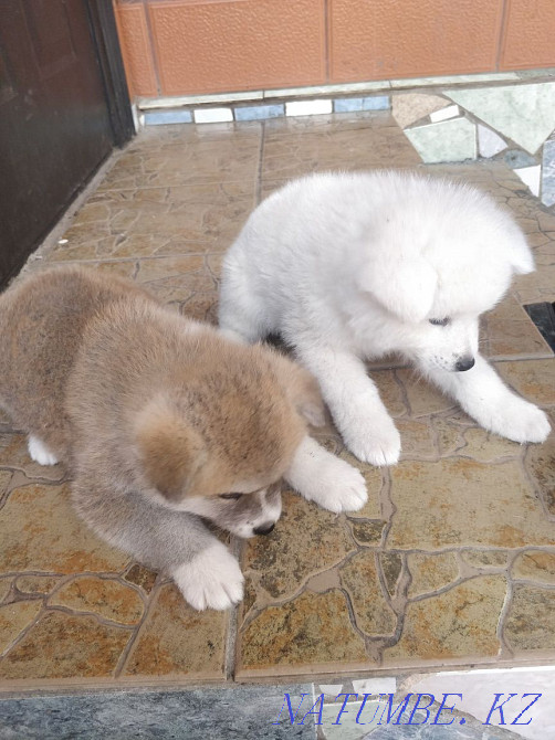Акита ину сатылады  Алматы - изображение 3