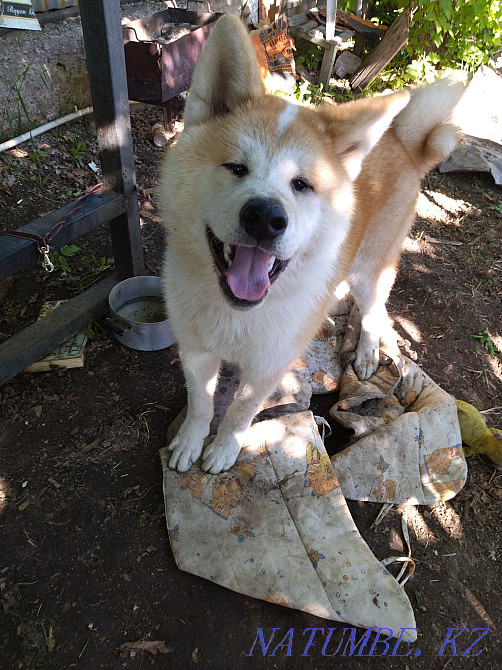 dog for sale boy Акбулак - photo 1