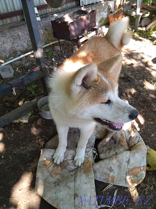 dog for sale boy Акбулак - photo 2