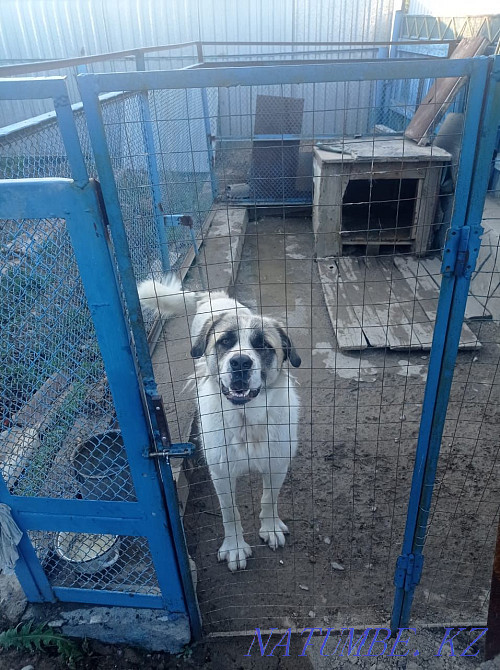 Sell purebred Alabai Zhezqazghan - photo 1