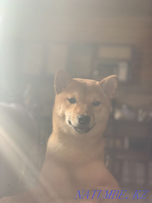 Most Instagrammable Breed: Shiba Inu Almaty - photo 4