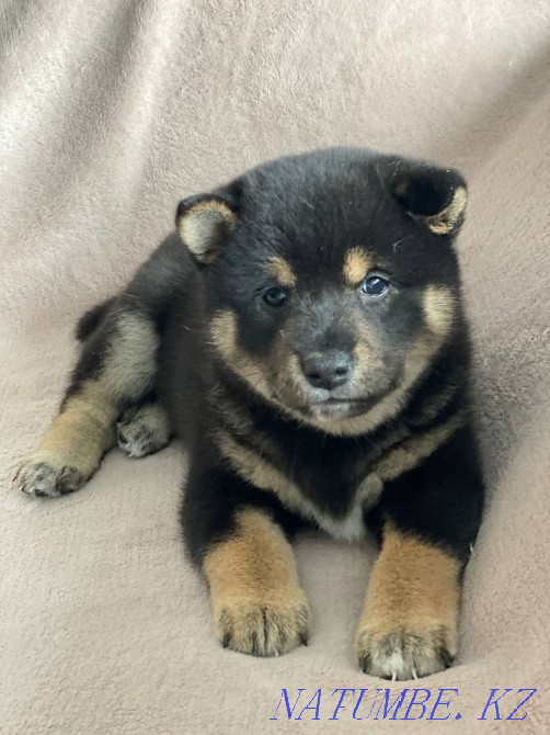 Most Instagrammable Breed: Shiba Inu Almaty - photo 2