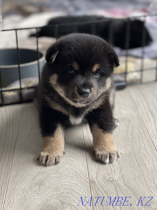 Most Instagrammable Breed: Shiba Inu Almaty - photo 3