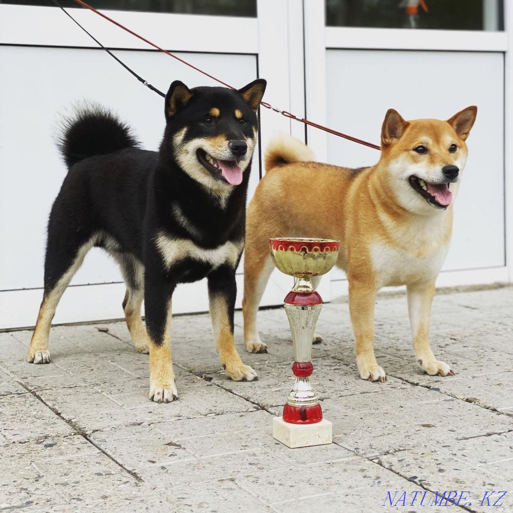 Most Instagrammable Breed: Shiba Inu Almaty - photo 1