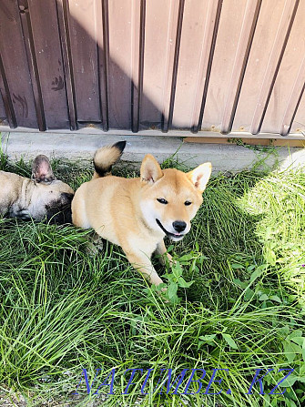 Shiba inu girl Мухаметжан Туймебаева - photo 3