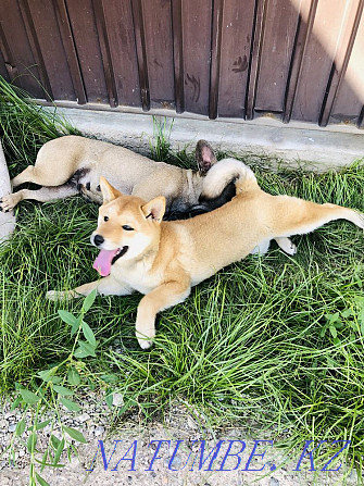 Shiba inu girl Мухаметжан Туймебаева - photo 4