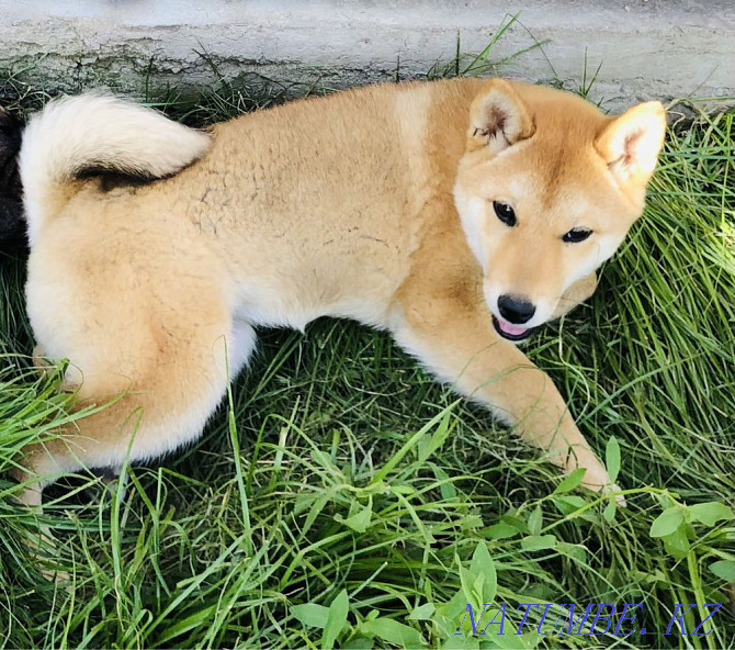 Shiba inu girl Мухаметжан Туймебаева - photo 1