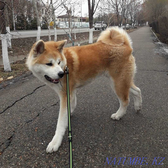 Akita inu, male Almaty - photo 6