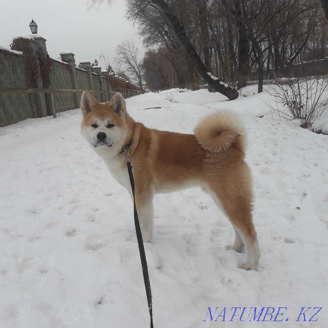 Akita inu, male Almaty - photo 2