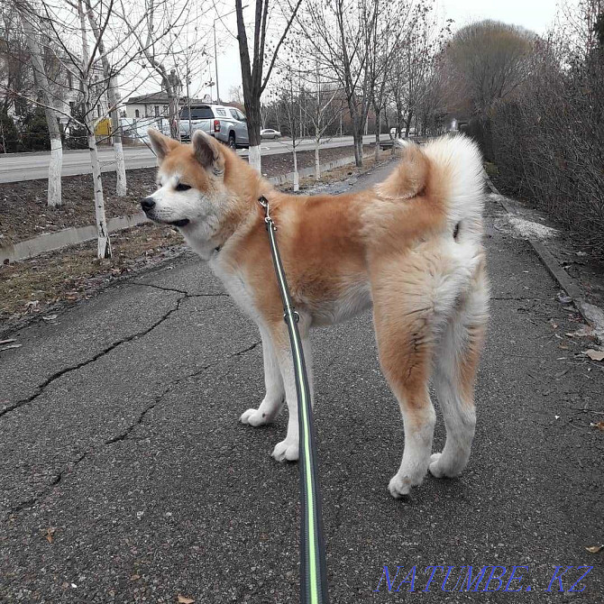 Akita inu, male Almaty - photo 5