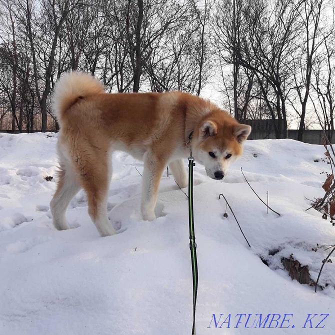 Akita inu, male Almaty - photo 3