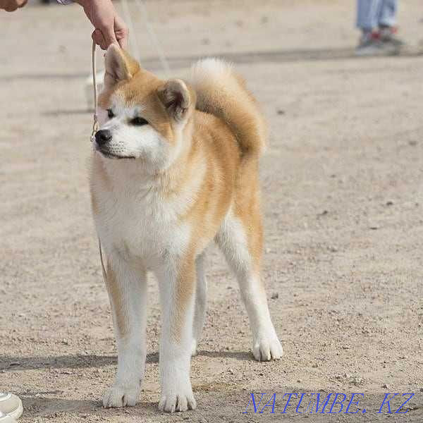 Akita inu, male Almaty - photo 1