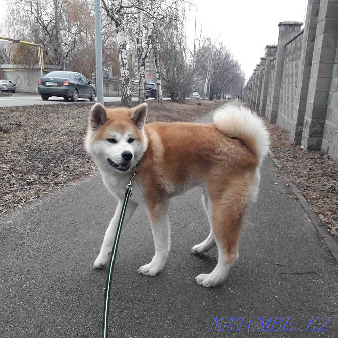 Akita inu, male Almaty - photo 4