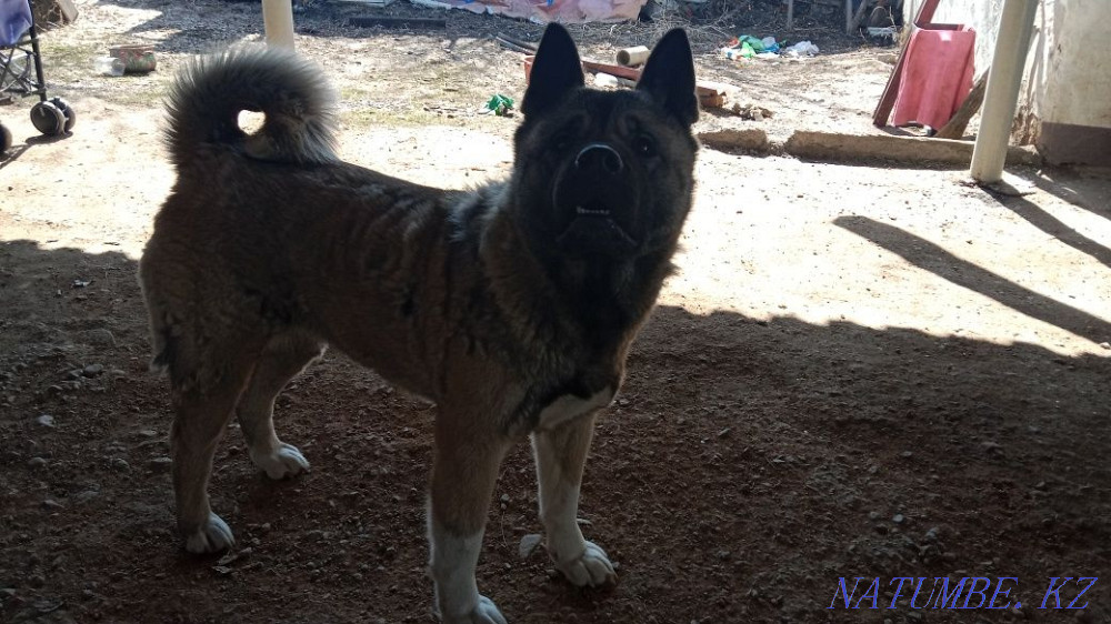 Продам Американскую Акиту Каргалы - изображение 2