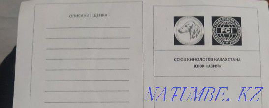 Продам Американскую Акиту Каргалы - изображение 7