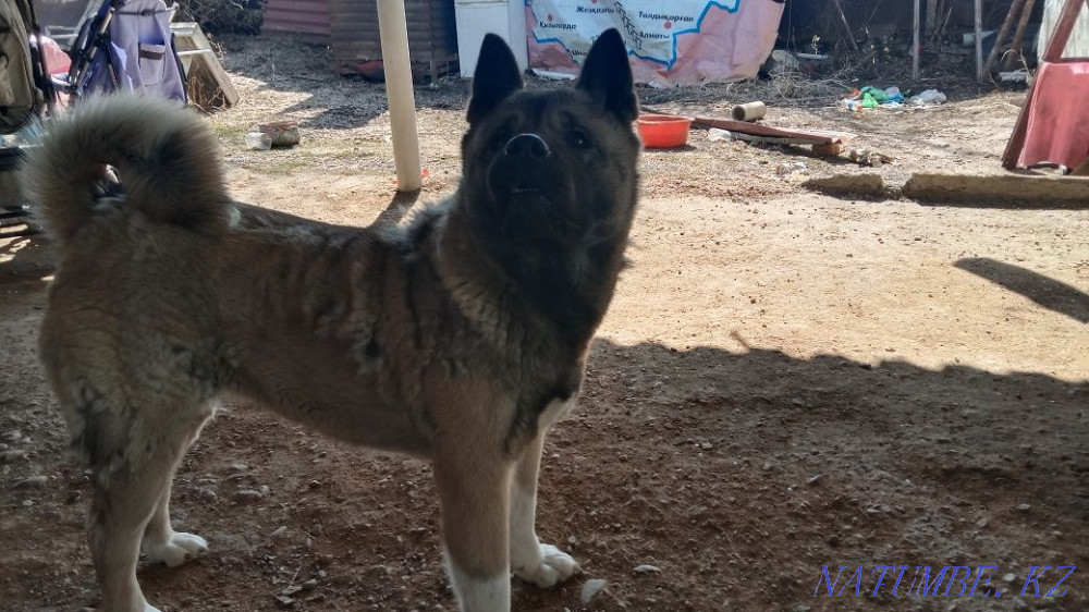 Продам Американскую Акиту Каргалы - изображение 1