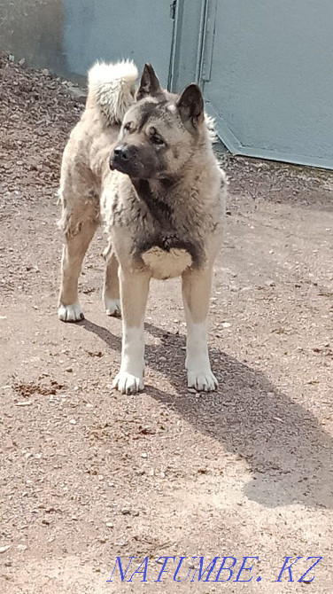Продам Американскую Акиту Каргалы - изображение 4
