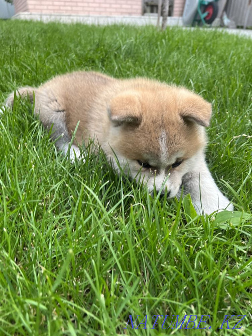 Akita puppy Акжар - photo 1