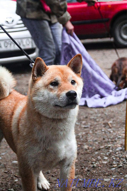 Шиба Ину қалыңдық іздейді  Алматы - изображение 3