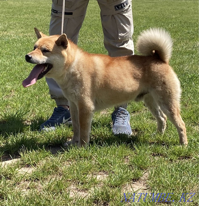 Шиба Ину қалыңдық іздейді  Алматы - изображение 6