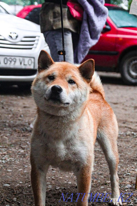 Шиба Ину қалыңдық іздейді  Алматы - изображение 5