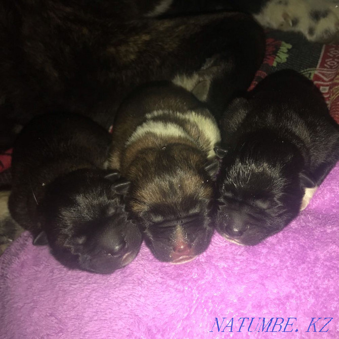 American Akita puppies Almaty - photo 1