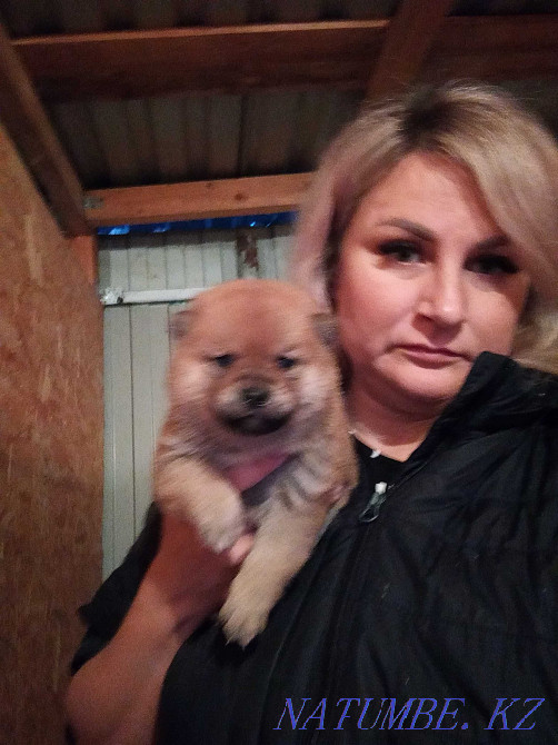 Shiba inu puppies kids Oral - photo 2