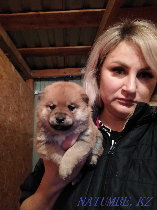 Shiba inu puppies kids Oral - photo 1