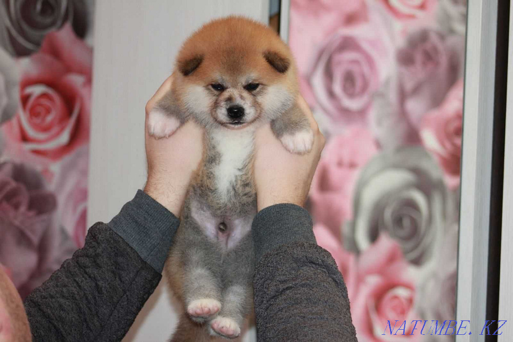 Акита ину Хатико Актобе - изображение 1