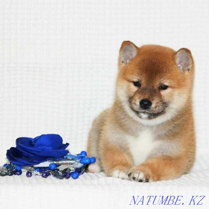 shiba inu puppies for sale Oral - photo 1
