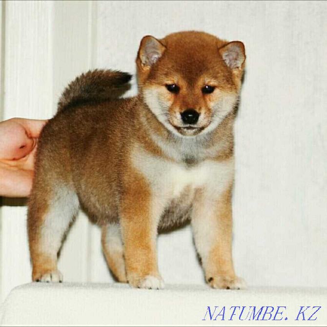 shiba inu puppies for sale Oral - photo 2