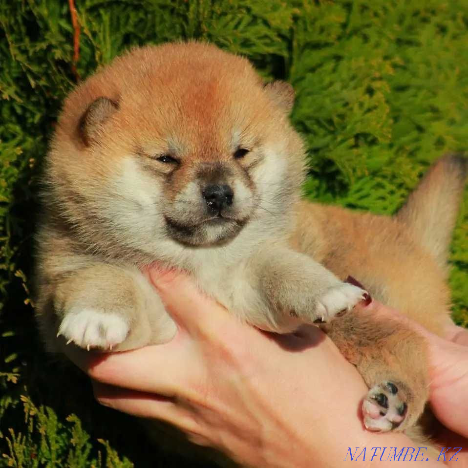 Сиба ину достойных кровей Астана - изображение 4