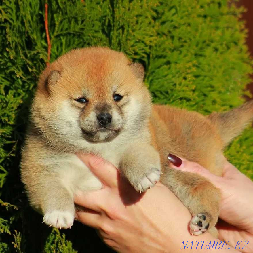 Сиба ину достойных кровей Астана - изображение 1