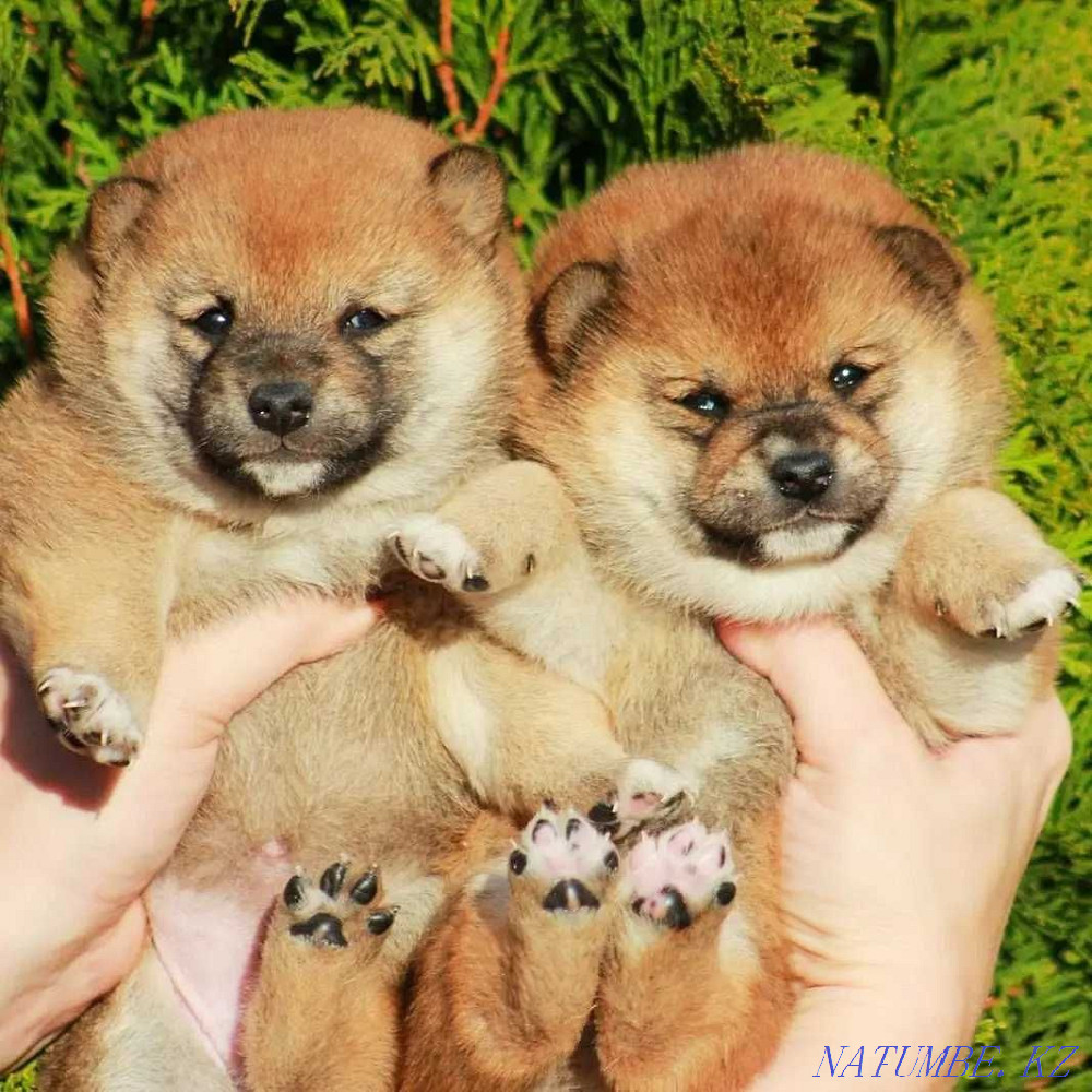 Сиба ину достойных кровей Астана - изображение 2