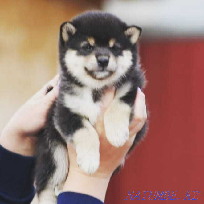 shiba inu puppies Aqtobe - photo 1