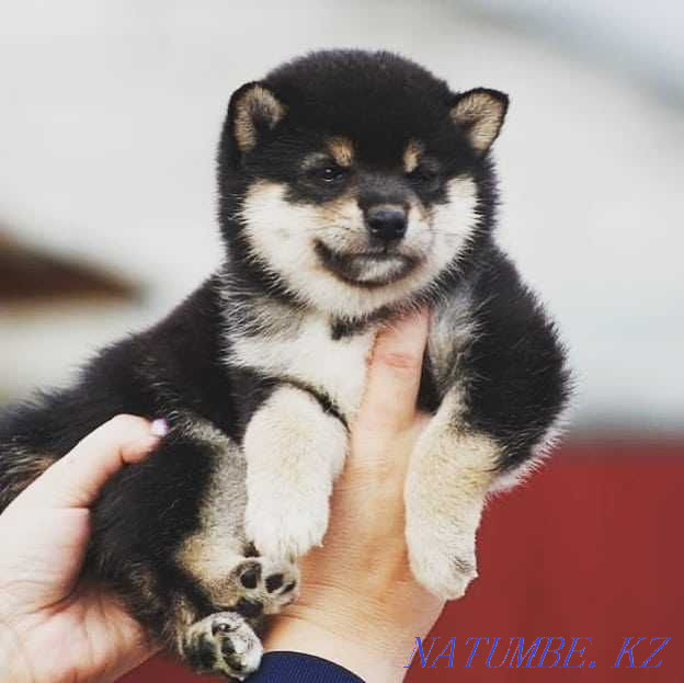 shiba inu puppies Aqtobe - photo 2