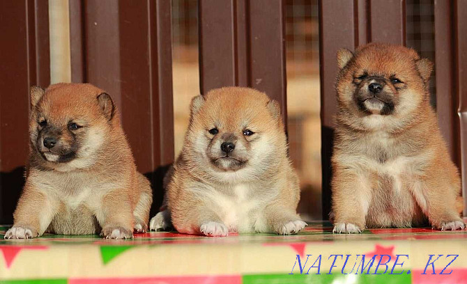 Shiba inu puppies Oral - photo 3