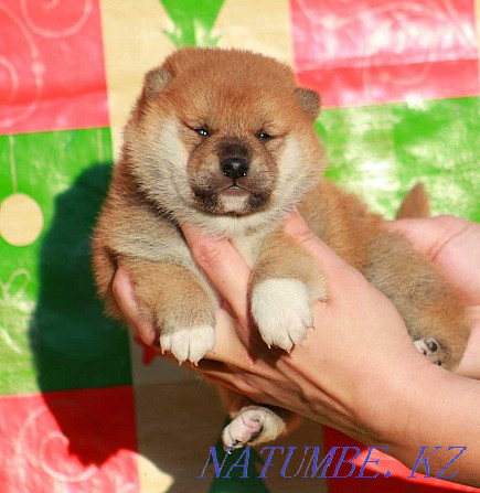 Shiba inu puppies Oral - photo 2