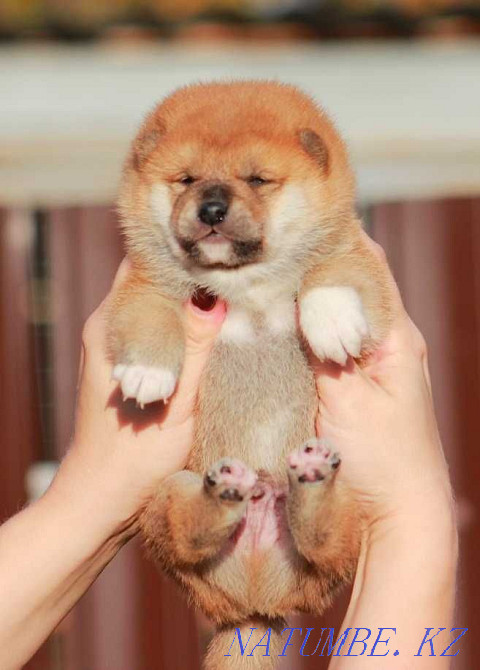 Сиба ину щеночки Уральск - изображение 1