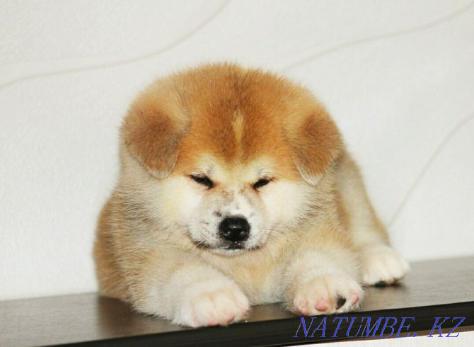 Very beautiful male Akita from pedigree parents Oral - photo 4
