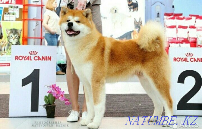 Very beautiful male Akita from pedigree parents Oral - photo 6