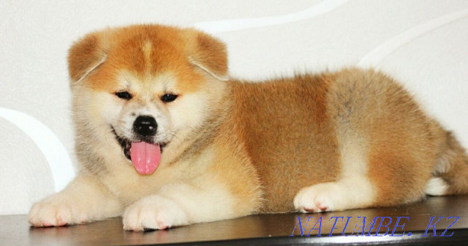 Very beautiful male Akita from pedigree parents Oral - photo 1