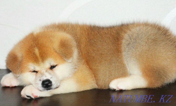 Very beautiful male Akita from pedigree parents Oral - photo 3